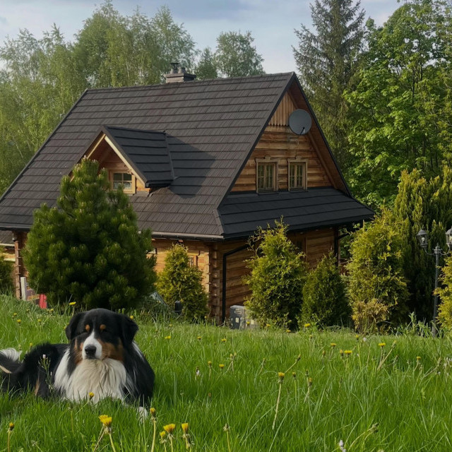 Nie zostawiaj przyjaciela w domu – Mosorny Park zaprasza z pupilem
